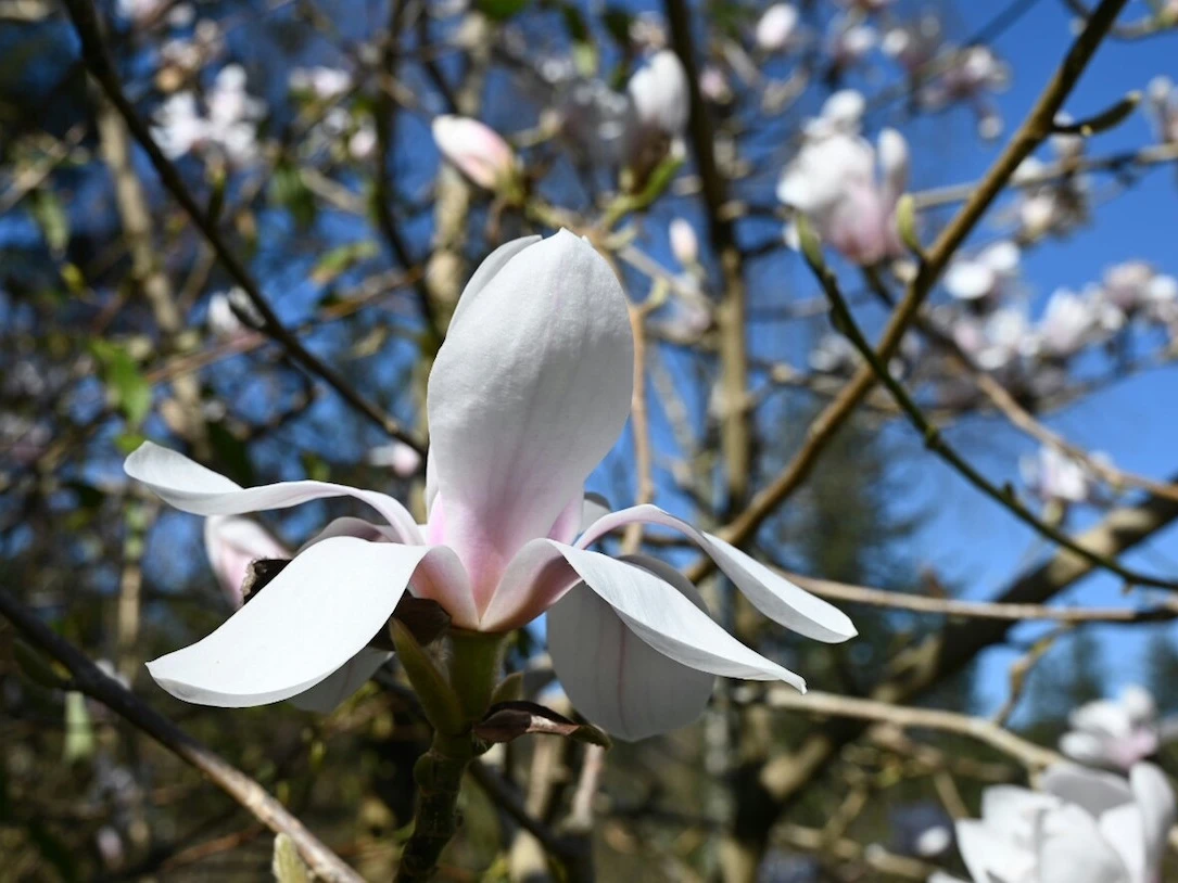 campbellii hybrid